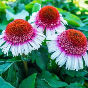 Echinacea STRAWBERRY AND CREAM