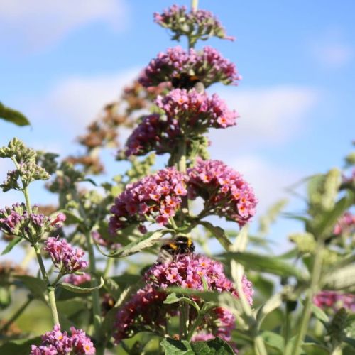 Buddleja FLOWER POWER