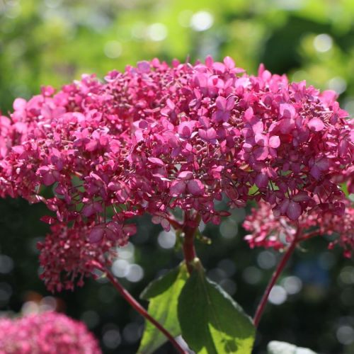 Großblütigen Hortensie PINK ANNABELLE