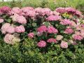 Hortensja PINK ANNABELLE