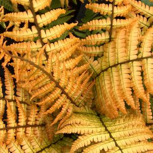 Streifenfarns Jurrasic Gold
