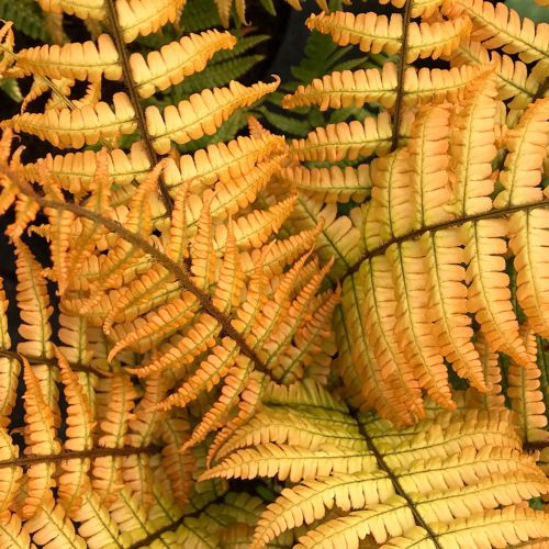 Streifenfarns Jurrasic Gold