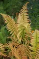 Narecznica Jurrasic Gold