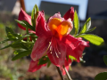 Azalia wielkokwiatowa