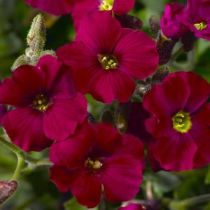 Teppich-Filzkrauts Axcent Burgundy