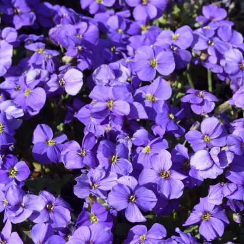 Teppich-Filzkrauts Glacier Blue
