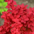 Berberys Thunberga