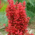 Berberys Thunberga