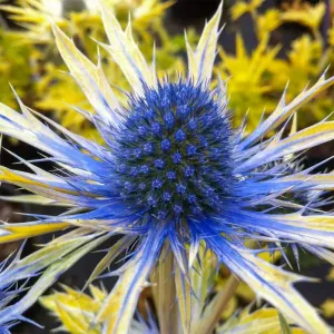 Nieswurz NEPTUNE'S GOLD