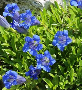 Enzianblume BLUE STAR
