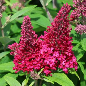 Schmetterlingsflieders BUTTERFLY CANDY LITTLE RUBY