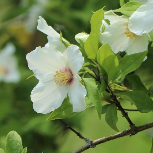 Forsythie BELLE ETOILE