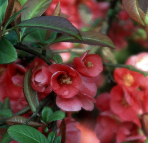 Quittenstrauchs Pink Lady 