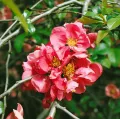 Pigwowiec Pink Lady