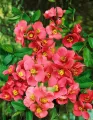 Pigwowiec Pink Lady