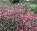 Pigwowiec Pink Lady