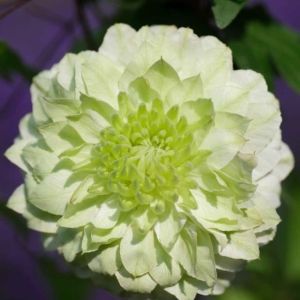 Clematis Manju