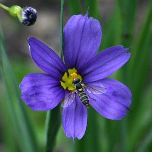 Enzianblume TRUE BLUE