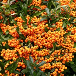 Feuerdorns ORANGE CHARMER
