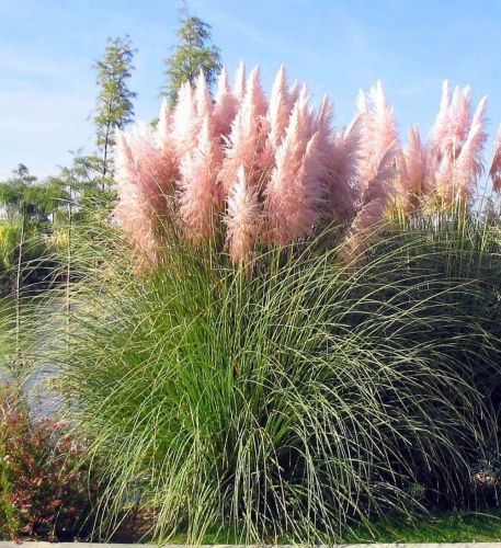 Pampasgrases PINK PHANTOM