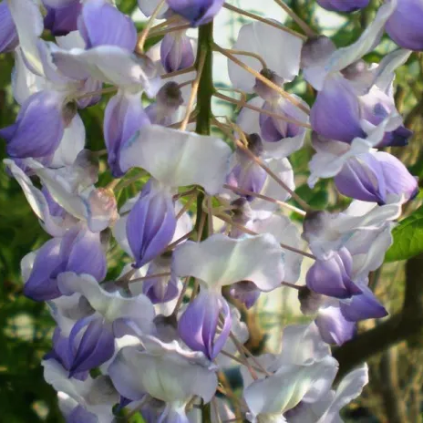 Wisteria GEISHA