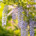 Wisteria
