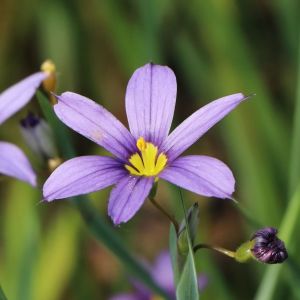 Schwertlilie Narrowleaf