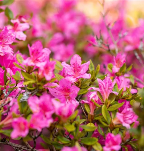 Japanischen Azalee GEISHA PINK