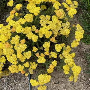Schafgarben-Sortiments SKYSAIL YELLOW