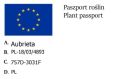 Żagwin Axcent Burgundy