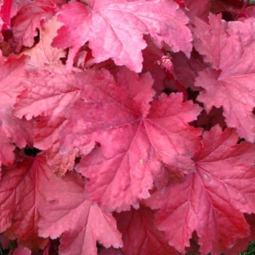 Heuchera MAGMA