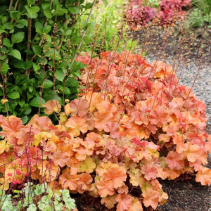 Heuchera NORTHERN EXPOSURE AMBER