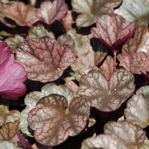 Heuchera SILVER SCROLLS