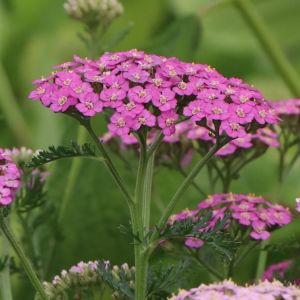 Schafgarbe CERISE QUEEN