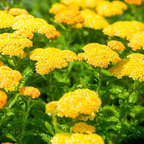 Schafgarbe SKYSAIL YELLOW