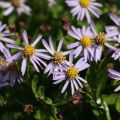 Aster