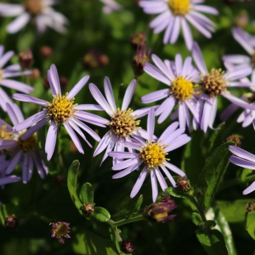 Astern Kalimeris NANA BLUE
