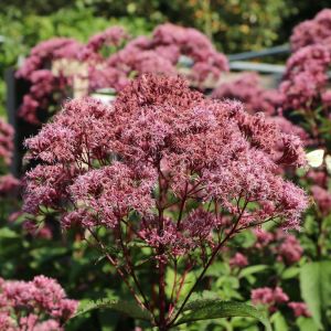 Riesen-Herbstzeitlosen PHANTOM