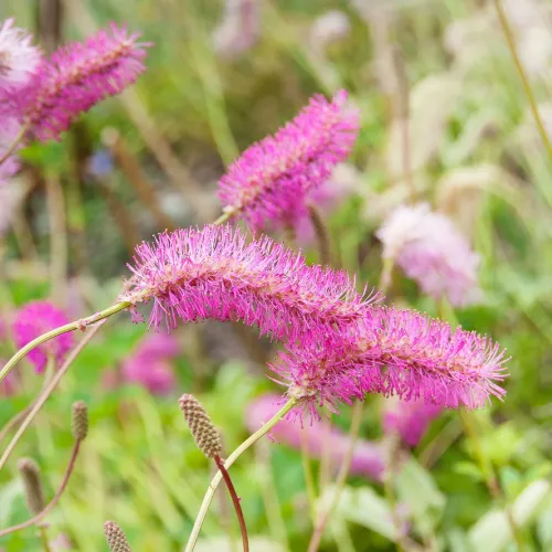 Blutwurz PINK BRUSHES