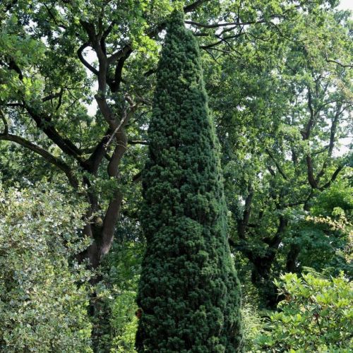 Eibe FASTIGIATA ROBUSTA