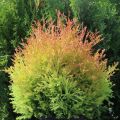 Thuja