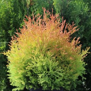 Westlichen Lebensbaum FIRE CHIEF