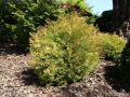 Thuja