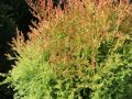 Thuja