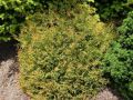 Thuja