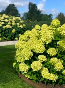 Rispenhortensie LITTLE LIME