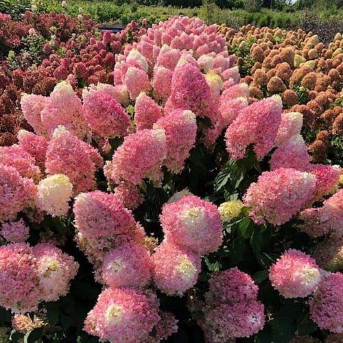 Rispenhortensie PINKACHU