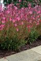 Gaura