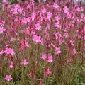 Gaura