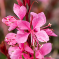 Gaura